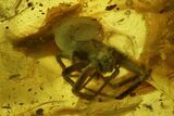 Detailed Fossil Spider (Araneae) in Baltic Amber #234477-1